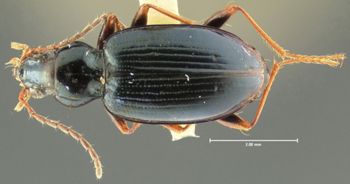 Media type: image;   Entomology 16287 Aspect: habitus dorsal view